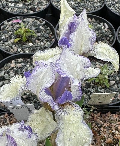 Iris 'Knick Knack'